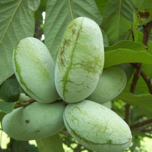 Ásimina trojlaločná - PAW PAW (Asimina triloba) výška: 140-160 cm, obvod kmeňa: 4/6 cm, kont. C15L - NA KMIENKU